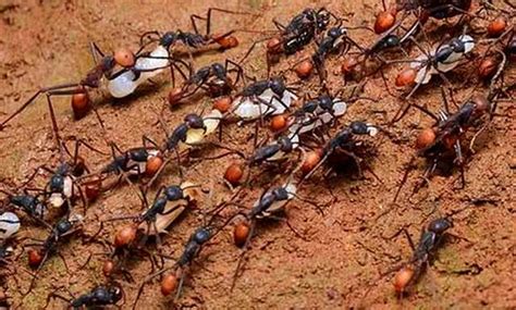 文昌 塔 水晶 一群螞蟻